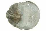 Fossil Flexicalymene Trilobite - Mt Orab, Ohio #380305-1